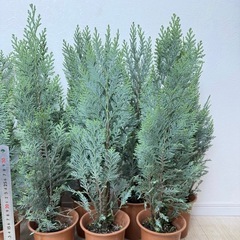 【植物】コニファー苗 アルミゴールドの画像