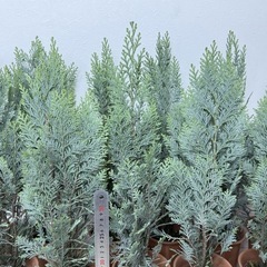 【植物】コニファー苗 アルミゴールドの画像