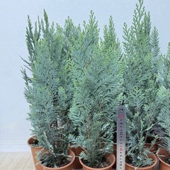 【植物】コニファー苗 アルミゴールドの画像