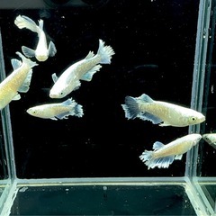 【メダカ】グラディオ　1ペアの画像