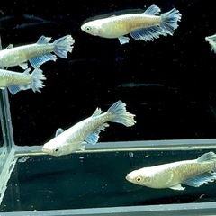 【メダカ】グラディオ　1ペアの画像