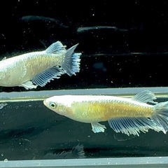 【メダカ】グラディオ　1ペアの画像