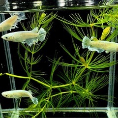 【メダカ】　ホワイトエデンモルフォ亜種　1ペアの画像