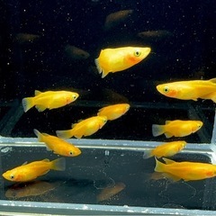 【メダカ】　紅帝ショート　1ペア　の画像