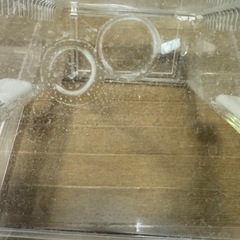 レプティギア365 爬虫類 の画像