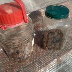 塩っぱい梅干しの画像