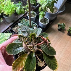 ドレステニアフォエチダ（子株）①
の画像