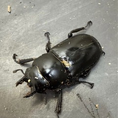 ウエストウッディオオシカクワガタ75ミリペア、ほんと早いもの勝ちです。よろしくお願いします。
の画像