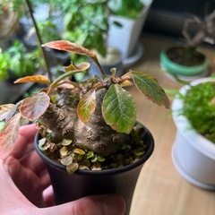 ドレステニアフォエチダ（親株）の画像