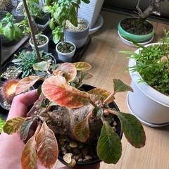 ドレステニアフォエチダ（親株）の画像