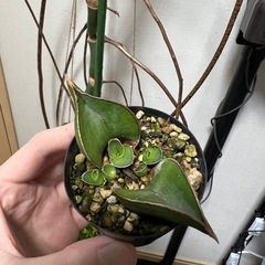 サンセベリア　サムライドワーフ葉挿し（発根済）の画像