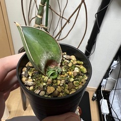 サンセベリア　サムライドワーフ葉挿し（発根済）の画像