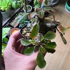 ドルステニアフォエチダ（親株）②の画像