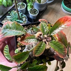 ドルステニアフォエチダ（親株）②の画像