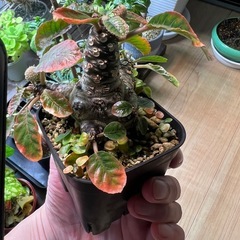 ドルステニアフォエチダ（親株）②の画像