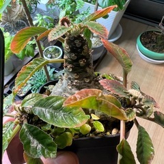 ドルステニアフォエチダ（親株）②の画像