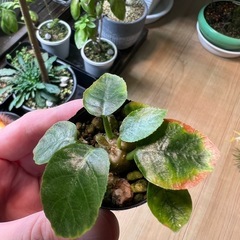 ドルステニアフォエチダ（子株）②の画像