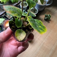 ドルステニアフォエチダ（子株）③の画像