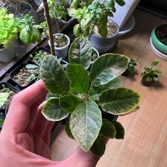 ドルステニアフォエチダ（子株）④の画像