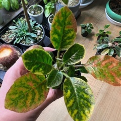 ドルステニアフォエチダ（子株）⑤の画像