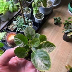 ドルステニアフォエチダ（子株）⑥の画像