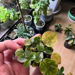 ドルステニアフォエチダ（子株4株）⑦の画像