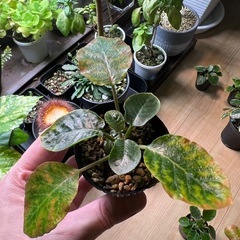 ドルステニアフォエチダ（子株）⑧の画像