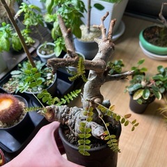 ボスウェリアネグレクタ（現地球）の画像