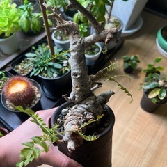 ボスウェリアネグレクタ（現地球）の画像