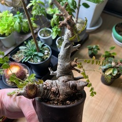 ボスウェリアネグレクタ（現地球）の画像