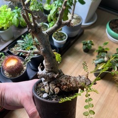 ボスウェリアネグレクタ（現地球）の画像