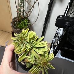 ギラウミニアナ（枝挿し）①の画像