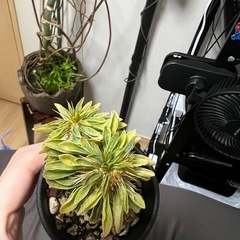 ギラウミニアナ（枝挿し）②の画像