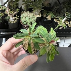 ギラウミニアナ（枝挿し）③の画像