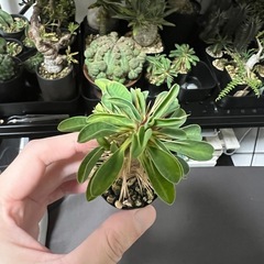 ギラウミニアナ（枝挿し）④の画像