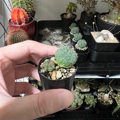 オベサシンメトリカ（子株）5株掲載の画像