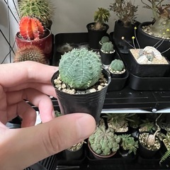 オベサシンメトリカ（子株）5株掲載の画像