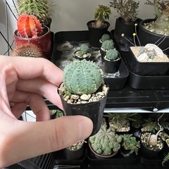 オベサシンメトリカ（子株）5株掲載の画像