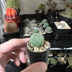 オベサシンメトリカ（子株）5株掲載の画像