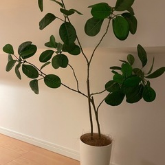 造花・フェイクグリーンの画像