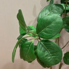 造花・フェイクグリーンの画像