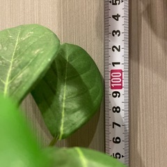 造花・フェイクグリーンの画像