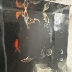 ※説明文読んでください※ミニ鯉・金魚の画像