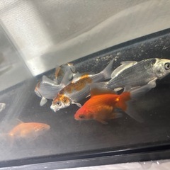※説明文読んでください※ミニ鯉・金魚の画像