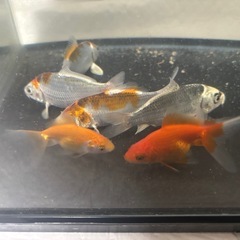 ※説明文読んでください※ミニ鯉・金魚の画像