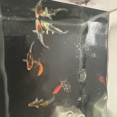 ※説明文読んでください※ミニ鯉・金魚の画像