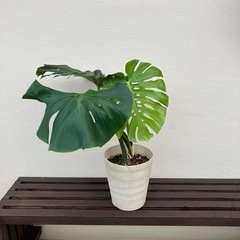 モンステラ🪴✨の画像