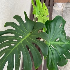 モンステラ🪴✨の画像