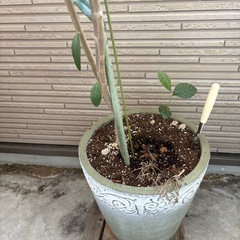 オリーブの木　鉢つきの画像