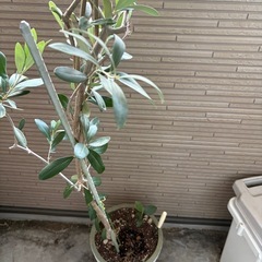 オリーブの木　鉢つきの画像